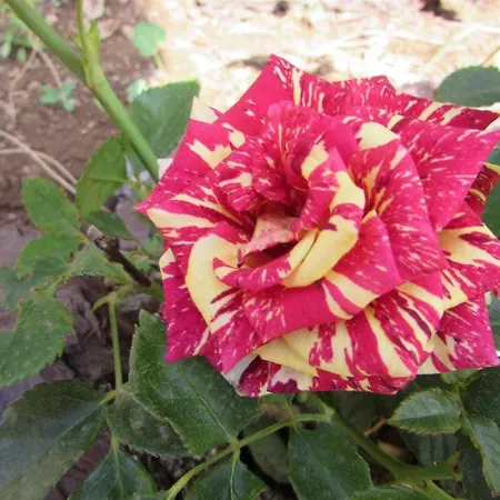 Agroturismo Quinta Da Idalina